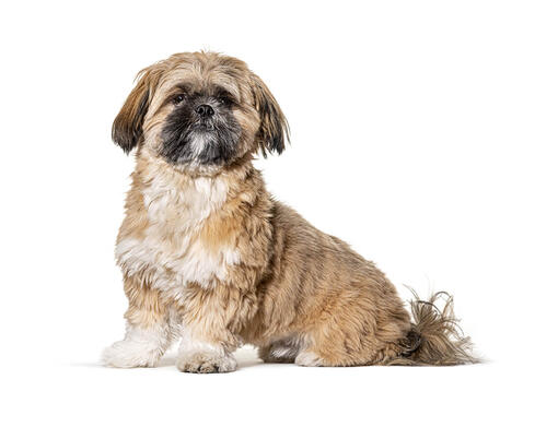 Shih tzu coat outlet type